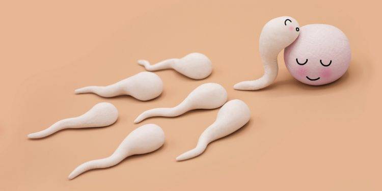 Spermaregény