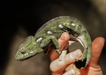 Így szoktasd a kisgyereked az egzotikus házikedvenchez!